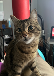 K cat group