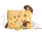 Cheese eating Rats