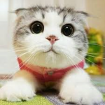 MEOW CLUB 21