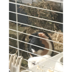 Jamez’s Avatar Ranker