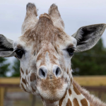 <giraffe closet>