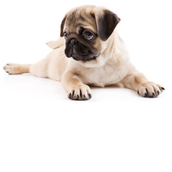 Stare at dummy simulator