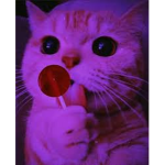 *los gatitos*
