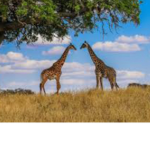 Magpie’s Crazy Giraffes!!:)
