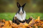 The Bunnylovers (TBL)