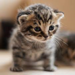 Cat Fans only :)