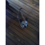Chihuahua's squad