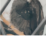Raven luck