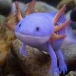 Axolotl brothers