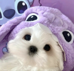 Cookieplayers