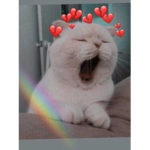 My kitty catss