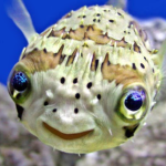fishy fishyy