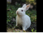 THE BUNNY GROUP (remastered)