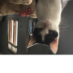 Cat face memes.