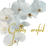 Golden Orchid
