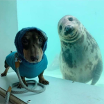 Doggo and seals studio