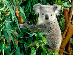ANIMALS ARE DA BESTTT