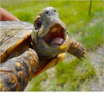 Flash Turtles