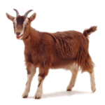 Goatmans Shenanigan games