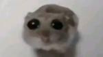 Anangirrobuxal
