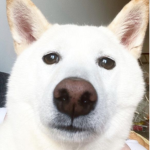 Hachi Supremacy