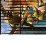 If you love birds than join