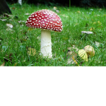 mushroomi supremacy
