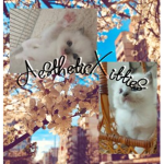 ＡｅｓｔｈｅｔｉｃＸｉｔｔｉｅｓ