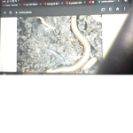 The worm group :) (READ DISC)