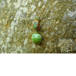 Green weave ants united