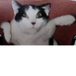 Flying cat inc
