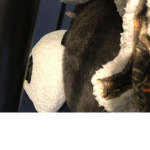 Dogs are cute and cats