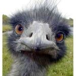 Emu’s United