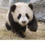 Panda’s gaming universe