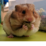 Team_Hamsters