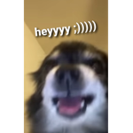 ᴅᴀ ᴘɪᴄᴋʟᴇs