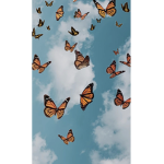 Floral Butterfly’s