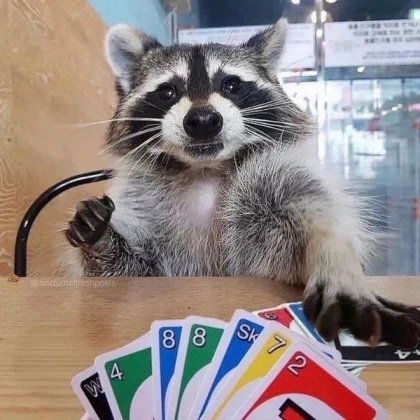 raccoon