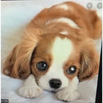 Puppies for love