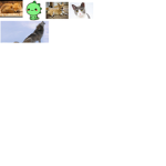 The Group of Animals and Roleplay! :3