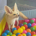 thekittyevery1hates
