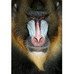JERRY BABOON