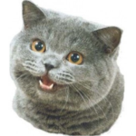 The Roblox Cat Foundation
