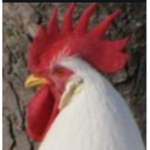 ChickenGuy group