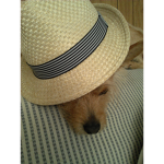 Felipe Survivor
