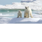 Team Polarbear Galaxy