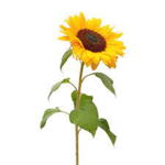 My little blooming sunflowers