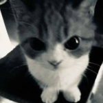 Matthew's Meows