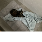 Jellybean is da cat