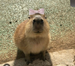 Capybara group cute